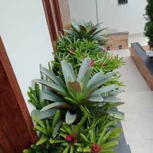 pedro jardineiro img 11