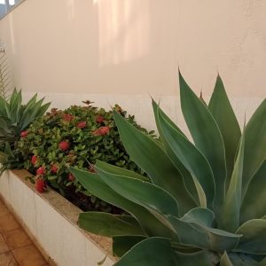 pedro jardineiro img 7