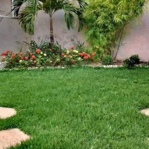 pedrojardineirofoto35