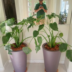 pedrojardineiroimgfoto15