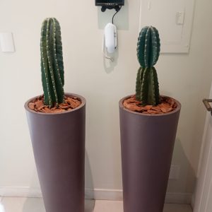 pedrojardineiroimgfoto16