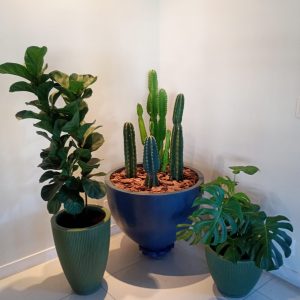 pedrojardineiroimgfoto17