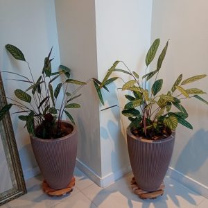 pedrojardineiroimgfoto18