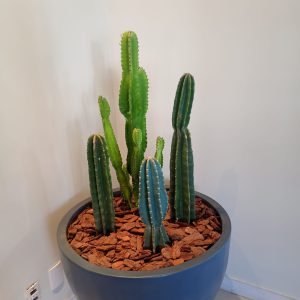 pedrojardineiroimgfoto19